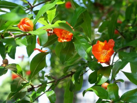 いちじくの花 いちじくの花の写真