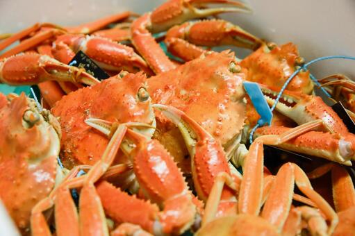 ズワイガニ カニ,詰め合わせ,ズワイガニの写真素材