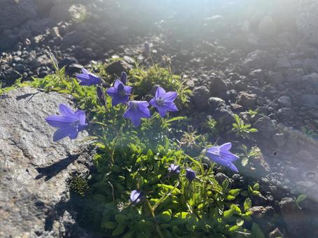 リンドウ 高山植物 リンドウ 高山植物の写真
