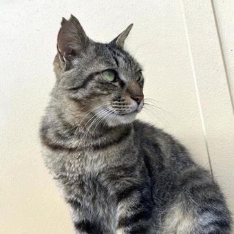 野良猫15 野良猫15の写真