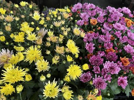 ポットマム② 花,黄色,ピンクの写真素材