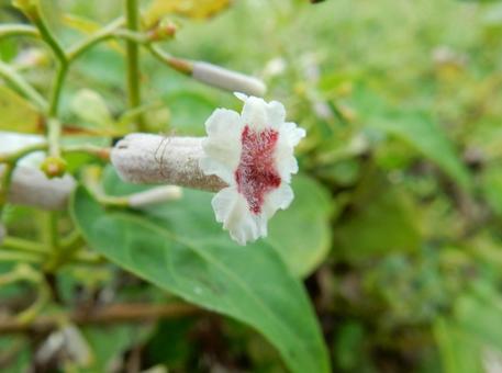 【花の写真】ヘクソカズラ(屁糞葛) 【花の写真】ヘクソカズラ(屁糞葛)の写真