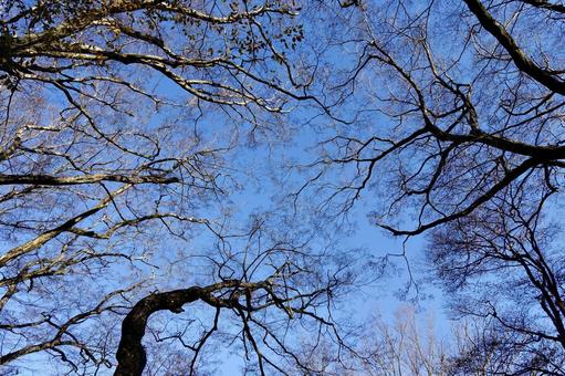 冬の森の空 木,枝,青空の写真素材
