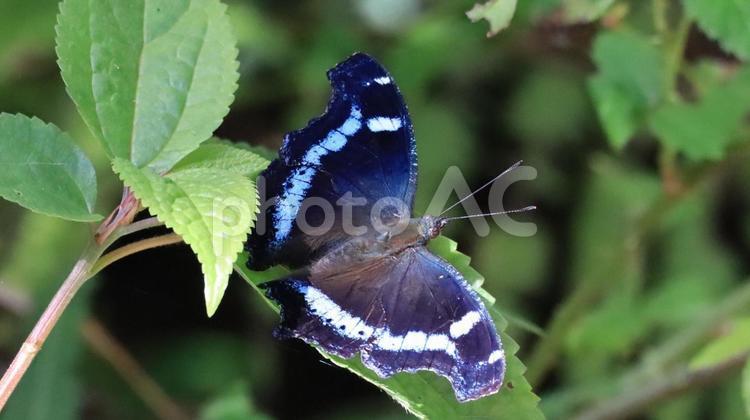 ルリタテハ　沖縄の蝶　やんばるの森 ルリタテハ,チョウ目,チョウの写真素材