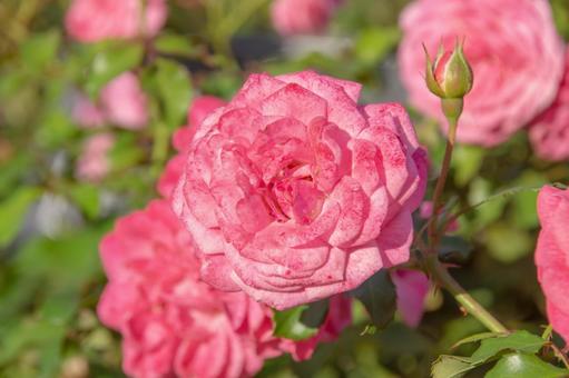 山下公園　ローズピンクの薔薇 薔薇,山下公園,未来のバラ園の写真素材