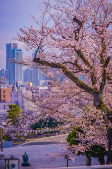 桜の下の歩道と街並み 桜の下の歩道と街並み 桜,花,春の写真素材