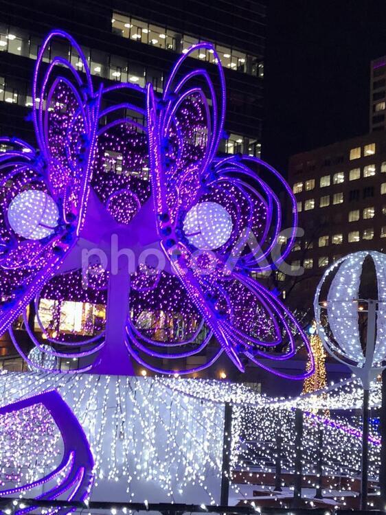さっぽろホワイトイルミネーション（3丁目） 札幌,イルミネーション,クリスマスの写真素材