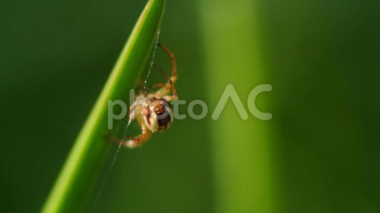 小さなクモ bamboo,ecology,gardenの写真素材