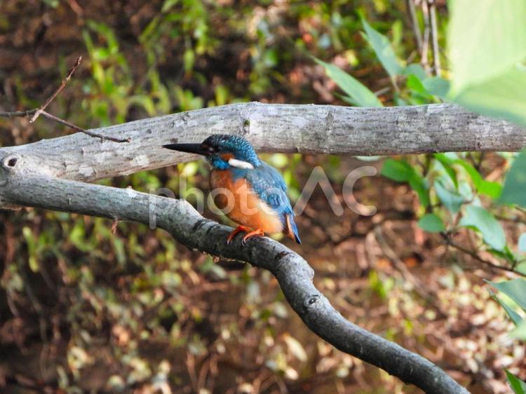 落葉だらけの水面上の枝にとまるカワセミ2 カワセミ,鳥,鳥類の写真素材