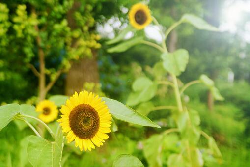 植物_向日葵_2 植物_向日葵_2の写真