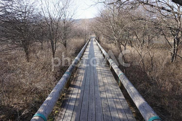 日光　戦場ヶ原のまっすぐな木道　 日光,戦場ヶ原,山の写真素材