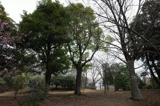 猿江恩賜公園 2025年03月 猿江恩賜公園 2025年03月の写真
