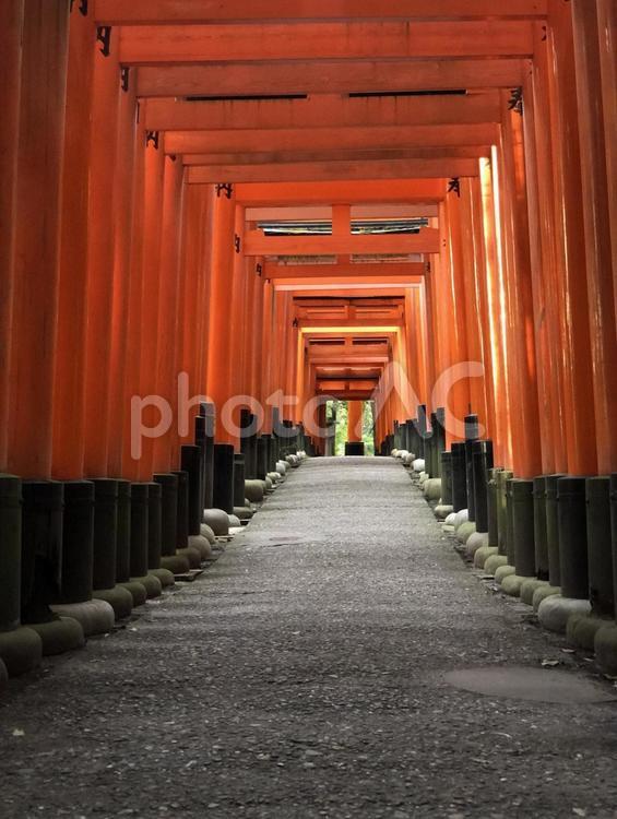 伏見稲荷 鳥居,伏見稲荷,神社の写真素材