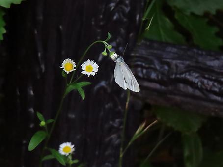 Photo, butterfly, scarlet grown whitebirds, himeyeon, 