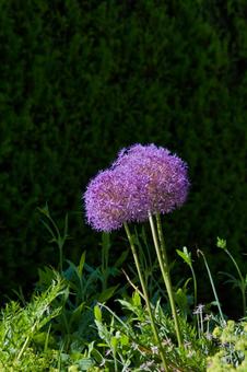 Allium "Flower Onion" , JPG Allium "Flower Onion" , JPG