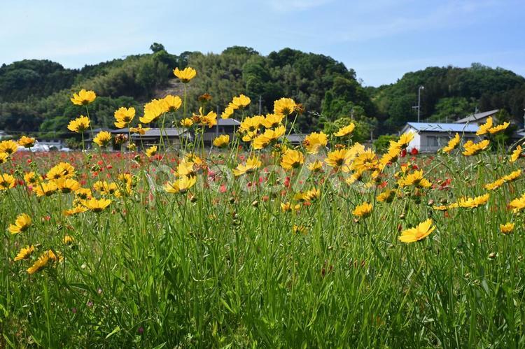 近所の畑に咲いている黄花コスモス イエロー,ガーデニング,クローズアップの写真素材
