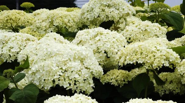 アナベル アナベル アナベル,紫陽花,荻窪公園の写真素材