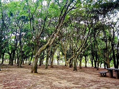 木立の広場 自然 公園 風景 木立の広場 自然 公園 風景の写真