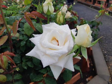 白いバラ02 白いバラ02 バラ,薔薇,植物の写真素材