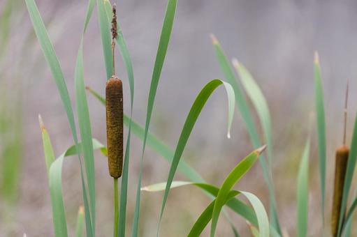 Cattail ear 01, JPG