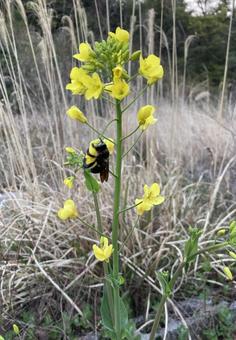 小松菜の花についていた黒い虫 小松菜の花についていた黒い虫 小松菜,菜の花,黄色いの写真素材