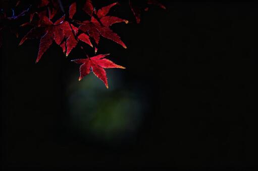 夜の紅葉 紅葉,モミジ,季節の写真素材