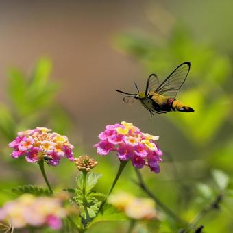 Photo, pellucid hawk moth, copy space, wallpaper, 