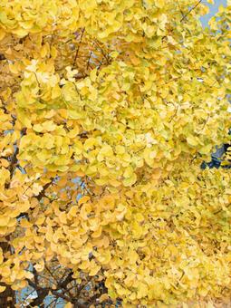 上から見た紅葉したイチョウ イチョウ,紅葉,黄色の写真素材