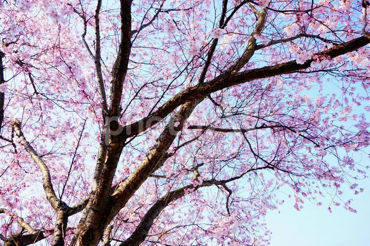 桜の木　枝　幹 桜,さくら,ソメイヨシノの写真素材