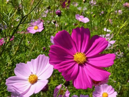遠軽町「太陽の丘えんがる公園」コスモス園 秋桜,秋,花の写真素材