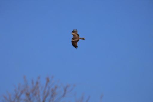 Photo, tobi, bird, wild bird, 
