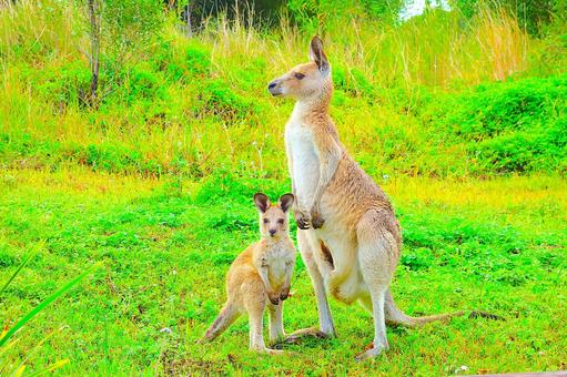 カンガルー 47 カンガルー,赤ちゃん,ベビーの写真素材