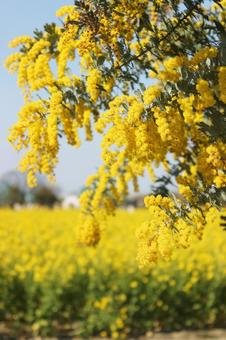 菜の花とアカシア アカシア,春,季節の写真素材