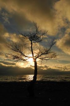 夕暮れに浮かぶ、湖畔の枯れ木 夕暮れに浮かぶ、湖畔の枯れ木 枯れ木,夕日,夕暮れの写真素材