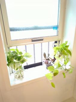 観葉植物 バスルーム 風呂場ライムポトス 観葉植物 バスルーム 風呂場ライムポトスの写真