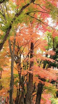 11月の河口湖もみじ回廊の紅葉 紅葉,秋,もみじの写真素材