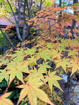 紅葉もみじ 秋,モミジ,川の写真素材