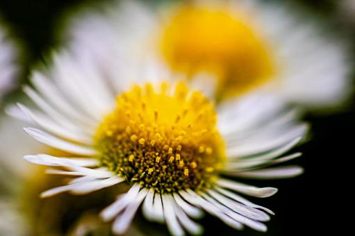 Summer fleabane, JPG
