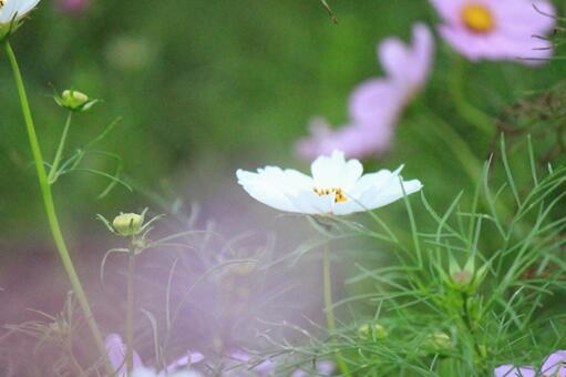 コスモス 秋桜 コスモス 秋桜の写真