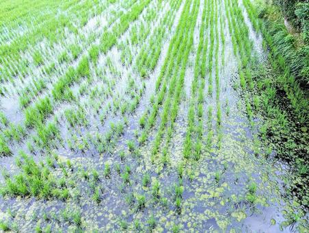 Photo, field, paddy field, rice planting, 