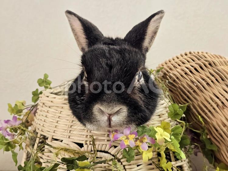 クローバーの飾りとうさぎ うさぎ,ウサギ,草食動物の写真素材