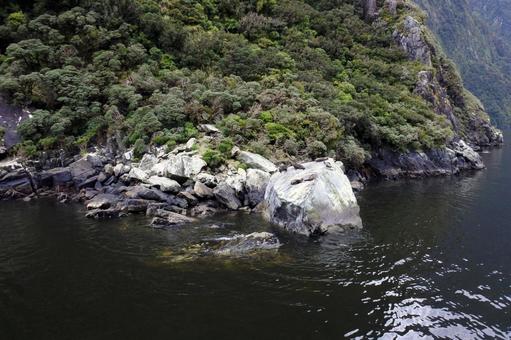 野生のアザラシ 野生のアザラシ ミルフォードサウンド,ニュージーランド,アザラシの写真素材