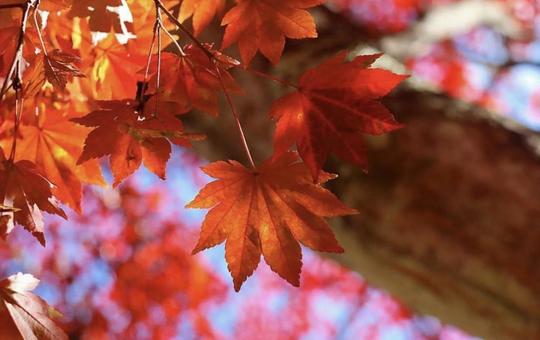 紅葉 紅葉の写真