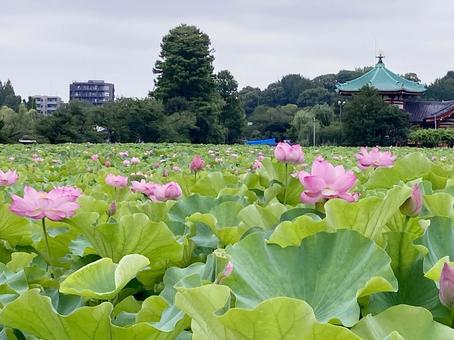 ハス ハス ハス,蓮,花びらの写真素材
