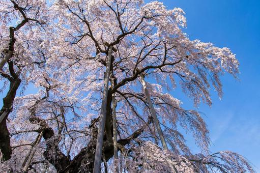 三春町の滝桜 三春町の滝桜 三春町,大樹,滝桜の写真素材