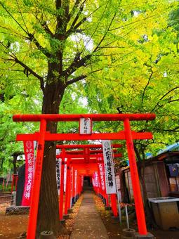 武芳稲荷の幾重にも連なる鳥居―鬼子母神 雑司ヶ谷,鬼子母神,公孫樹の写真素材