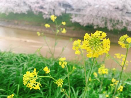 菜の花 菜の花の写真