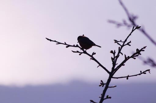 枝にとまる野鳥のシルエット 鳥,ヤマガラ,野鳥の写真素材