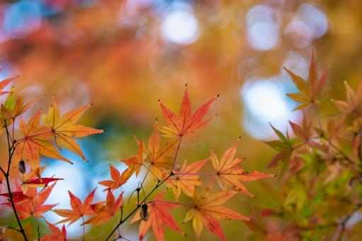 紅葉 紅葉の写真