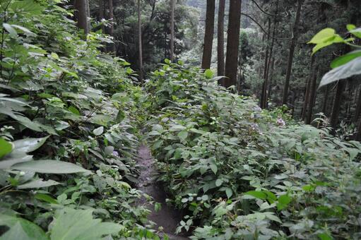 Trees in the mountains, woods, mountain, forest, JPG